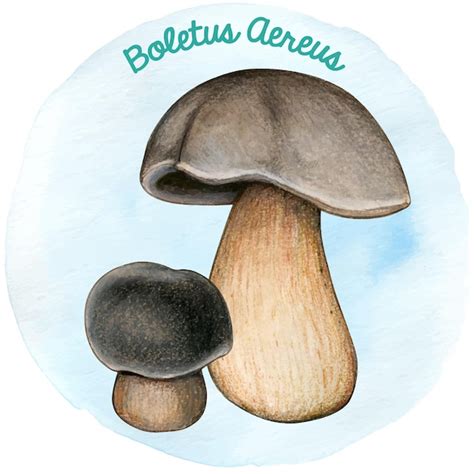 Premium Vector Watercoor Hand Drawn Mushroom Boletus