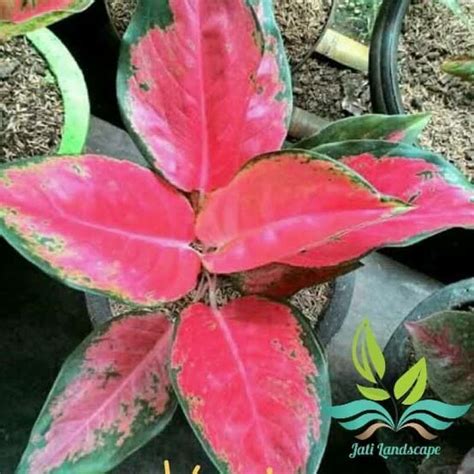 Jual Tanaman Hias Aglonema Red Kocin Tanaman Aglonema Di Seller Jati