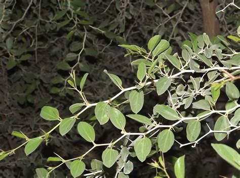 نباتات فلسطين البرية Flora Palaestina