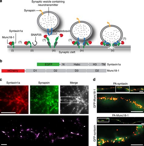 Munc18-1 and syntaxin1a single-molecule distribution in neurons. (a ...
