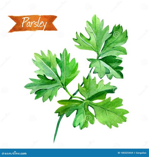 parsley flower 4