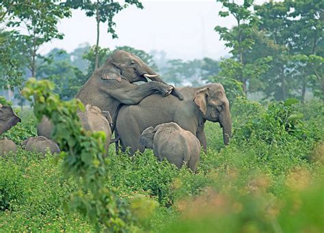 elephants mate pictures stock  pictures royalty