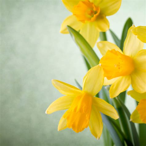 Spring Flowers | A Guide To Seasonal Flowers – Floranext – Florist ...