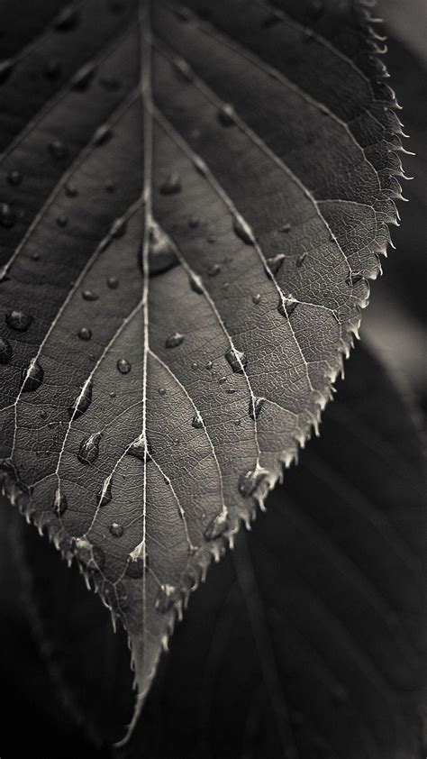 Black Leaves Wallpapers - Top Free Black Leaves Backgrounds - WallpaperAccess