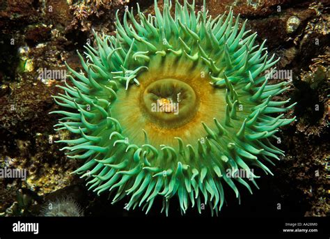 Ke1357 Giant Green Sea Anemone Anthopleura Xanthogrammica Pacific