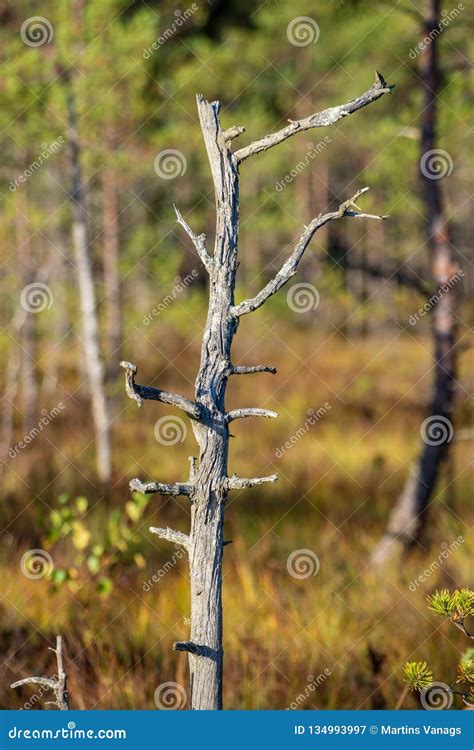 Lonely Naked Trees In Swamp Area In Autumn Stock Image Image Of Tree Daylight 134993997