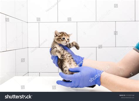 Sex Kitten Images Stock Photos Vectors Shutterstock