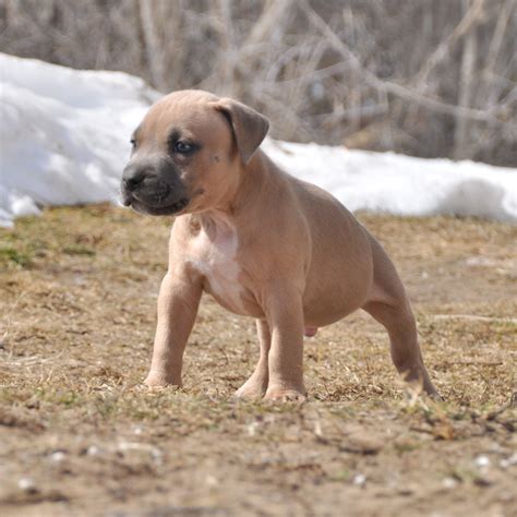 hxd m5wo cccc bully pitbull puppy - Worlds Finest Pit Bulls
