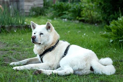 White Akita Facts Appearance Genetics And Pictures