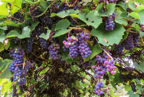 images nature branch blossom vine wine vintage fruit