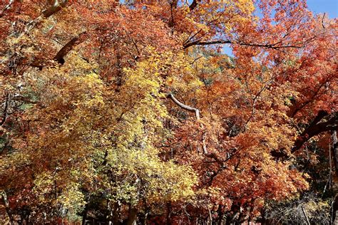 Ramsey Canyon A Return To See Fall Colors At Ramsey Canyon Flickr