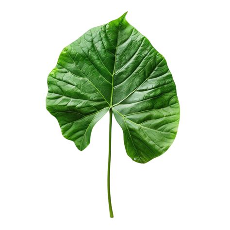 DIY Projects for Nature Lovers 44628429 PNG