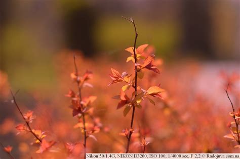 Nikon D3200 Примеры Фото - Mixyfotos.ru