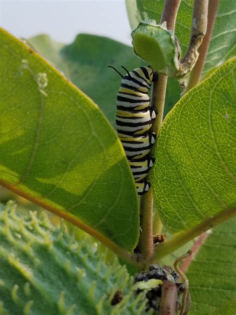 Monarch Caterpillar A Photo On Flickriver