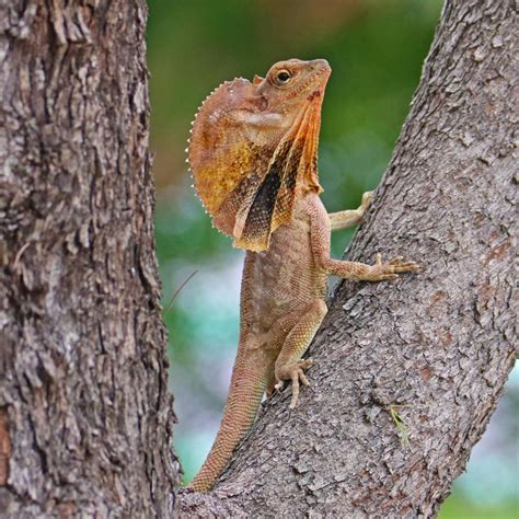 Como O Lagarto De Gola Conseguiu Seu Babado MDig