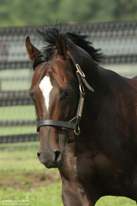 エンパイアメーカーの本邦初年度産駒がjra初勝利 馬産地ニュース 競走馬のふるさと案内所