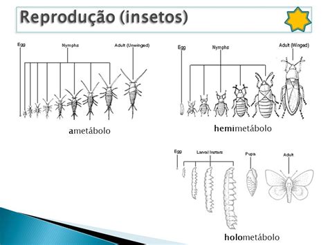 Inseto Hemimetábolo - Ciências Biológicas: Filo Arthropoda III - Subfilo Hexapoda (Insetos)