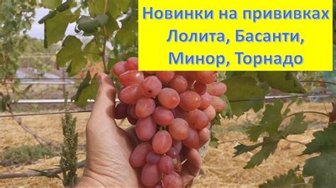 Обзор новинок винограда на прививках - YouTube
