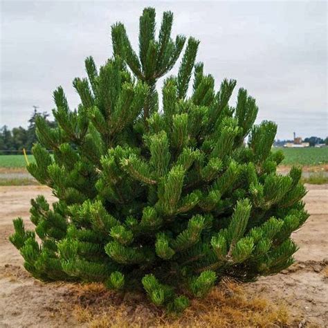 Сосна черная Орегон Грин - ЗаказВсад.ру