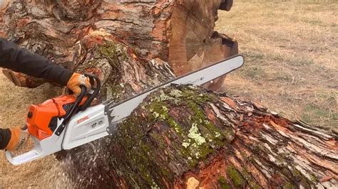 Stihl Ms Chainsaw Review Forestry Reviews