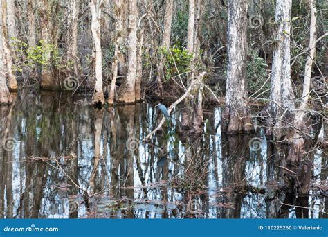 Florida forests. stock photo. Image of everglades, wood - 110225260