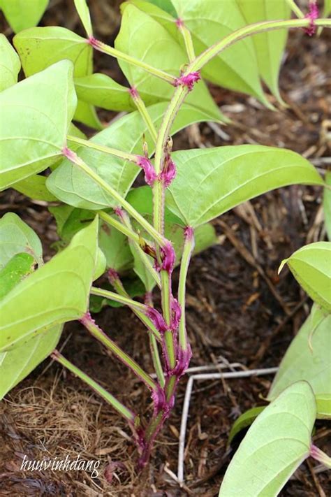 Dioscorea Alata Tree