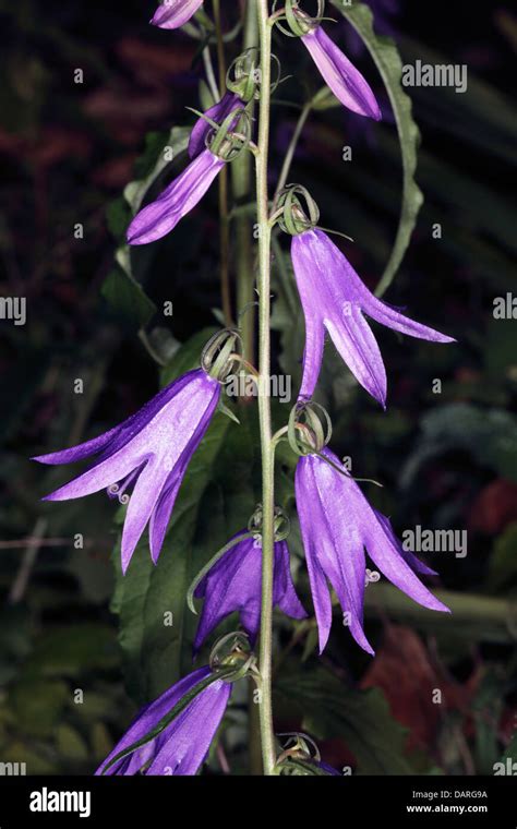 Close Up Of Creeping Bellflower Rampion Bellflowers Flowers