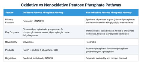 oxidative  nonoxidative pentose phosphate pathway
