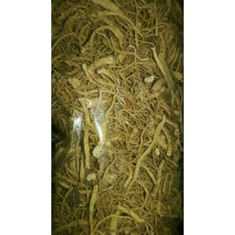 Jual G Gr Gram Akar Ginseng Cina Yang Shen Xu Yong Sem Si