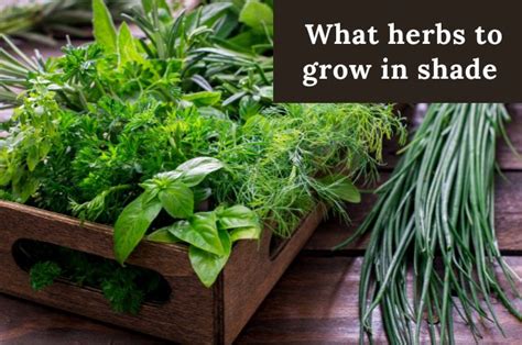 What Herbs to Grow in Shade - Growing Herbs Guide