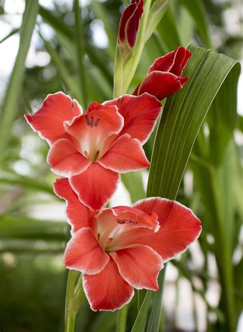 Gladiolus Sword Flower Red · Free Photo On Pixabay