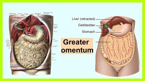 Greater Omentum Diagram