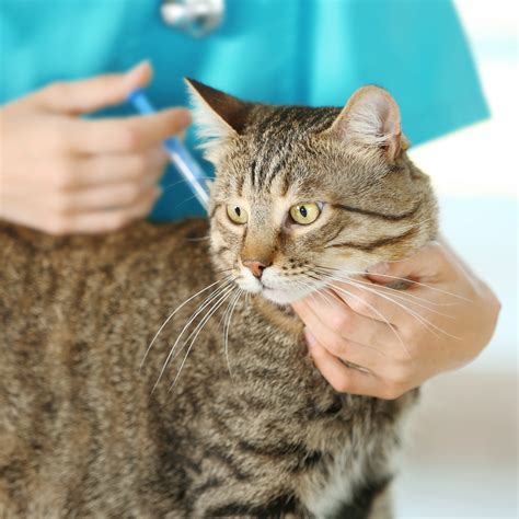FVRCP Vaccine: Everything You Need To Know | ThatCatBlog