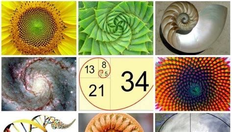 Fibonacci Spiral in Nature