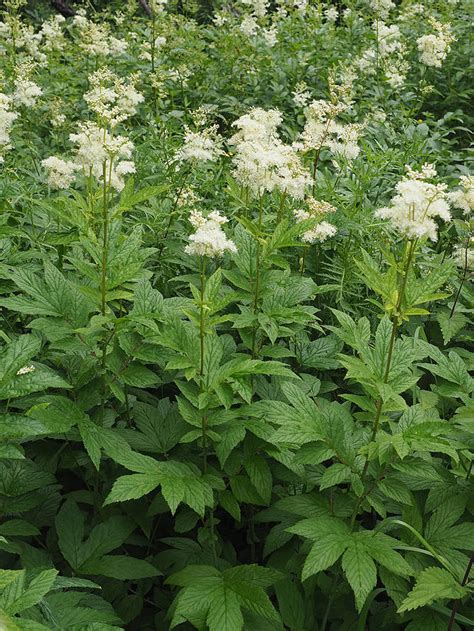 Mj Durt Filipendula Ulmaria