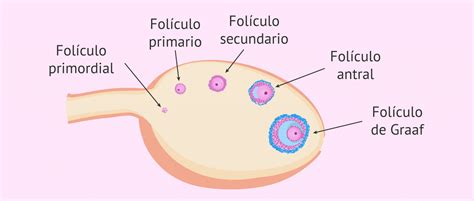 Fases De La Foliculog Nesis