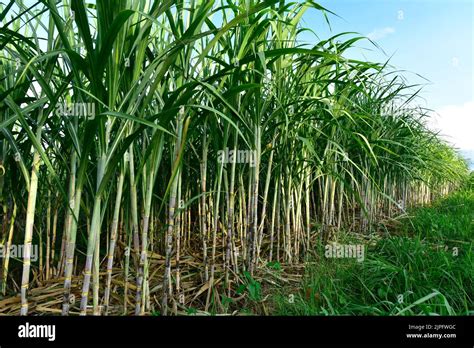 Sugarcane Field With Full Grown Crop Sugar Cane Agricultural Economy