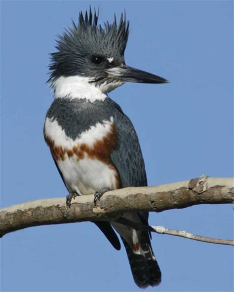 Gc Fem Belted Kingfisher Traditional Cache In Wisconsin United