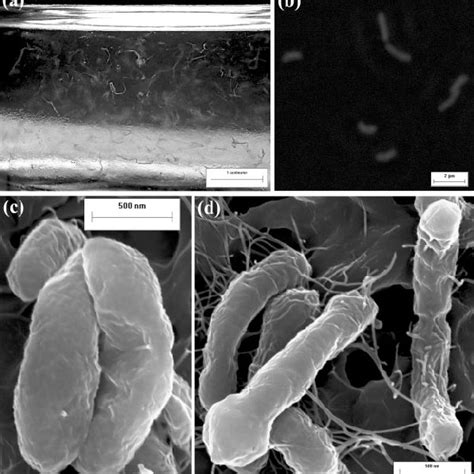 Macroscopic A Phase Contrast B And Scanning Electron C D