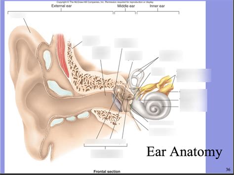 Chapter Anatomy Of The Ear Diagram Quizlet