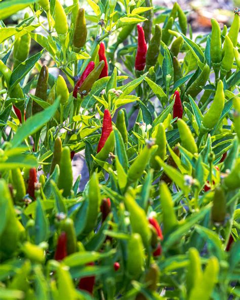 How To Grow Cayenne Pepper? | Easy Way To Garden