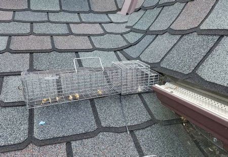 Commercial Pest Control and When to Call an Exterminator