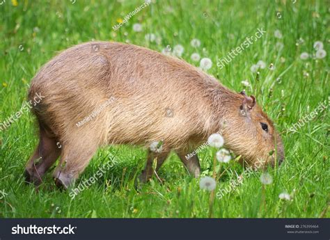 Young Capybara Eating Grass Stock Photo 276399464 : Shutterstock