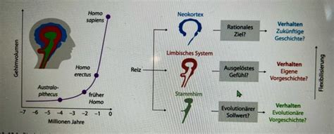 Lernen Entwicklung Karteikarten Quizlet