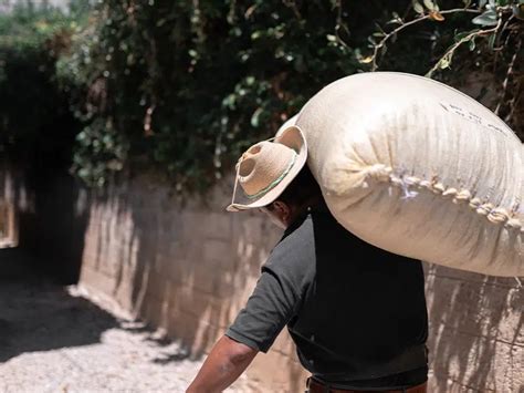 Conoce Cu Les Son Los Estados Productores De Caf En M Xico