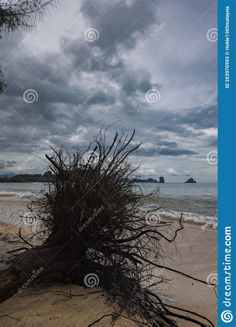 Fallen Tree On The Beach Of Pantai Tanjung Rhu On The Malaysia Island