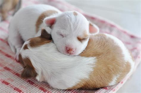 Cómo cuidar y alimentar a un perro recién nacido Decogarden