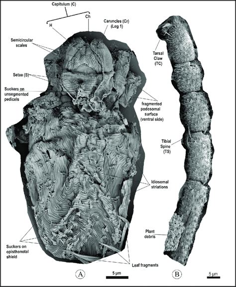 A Scanning Electron Microscopy Sem Image Of Sarcoptes Kutchensis N Download Scientific