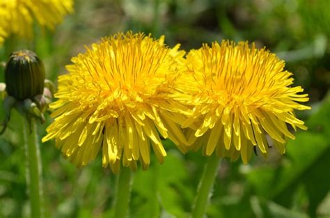 Premium Photo Yellow Dandelion Flower In Green Grass