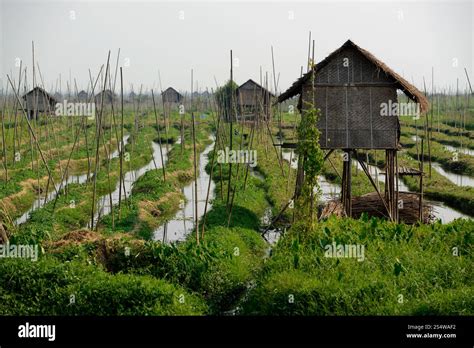 floating gardens   inle lake   shan state   east